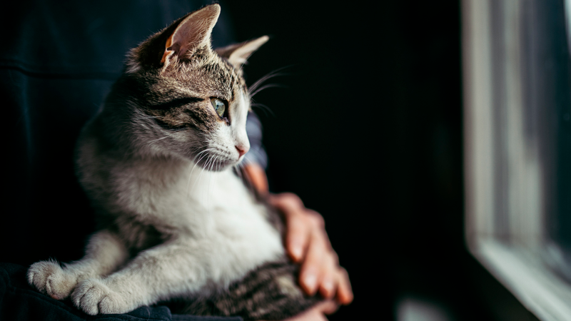 Kat zit op schoot en kijkt naar buiten.